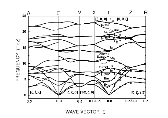 Phonon Dispersion Curves of SnO_2